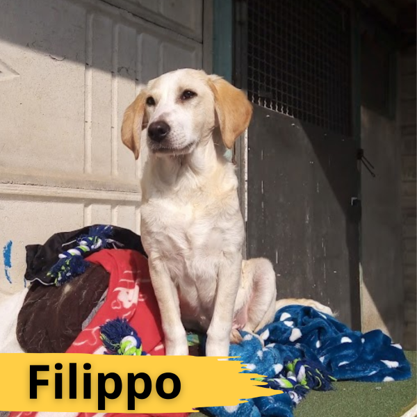 Filippo.png